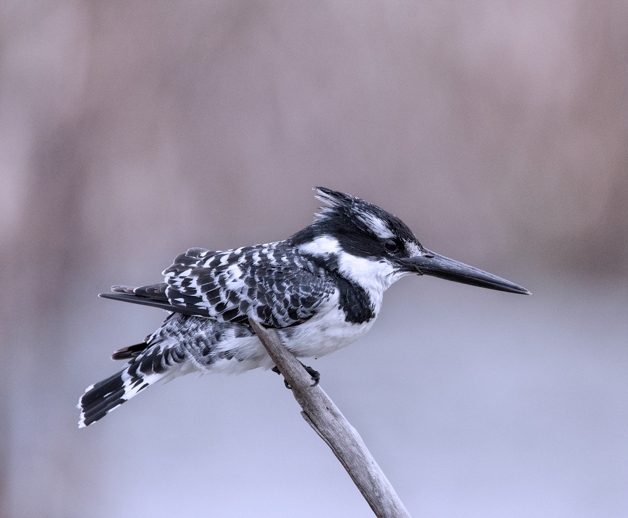 bird  nature  wildlife free photo