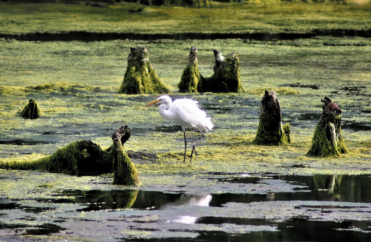 bird  wild  wildlife free photo