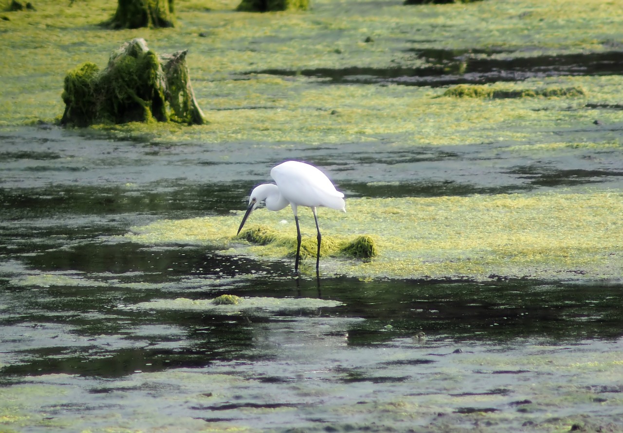 bird  outdoors  wild free photo