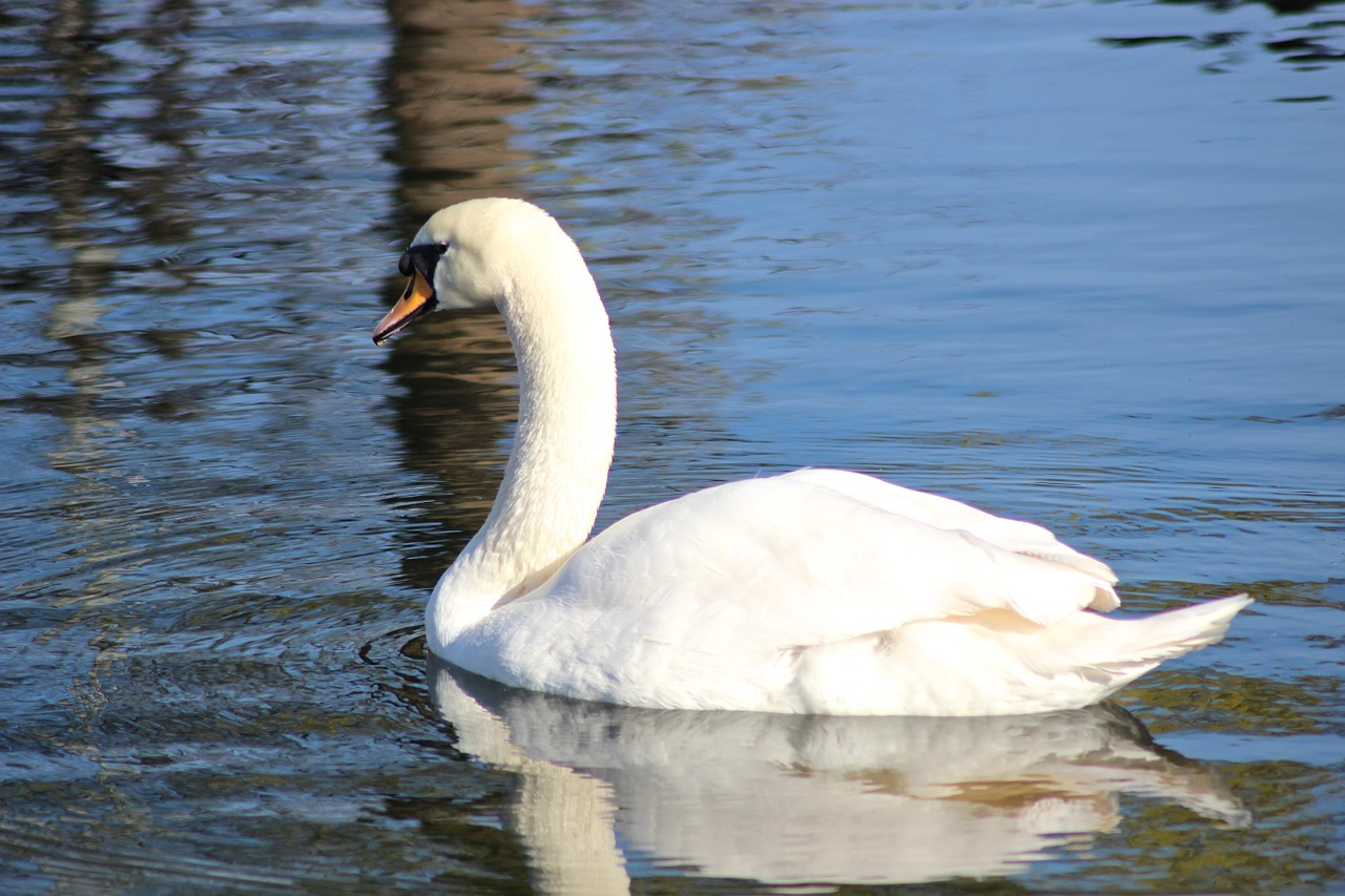 bird swan loyal free photo