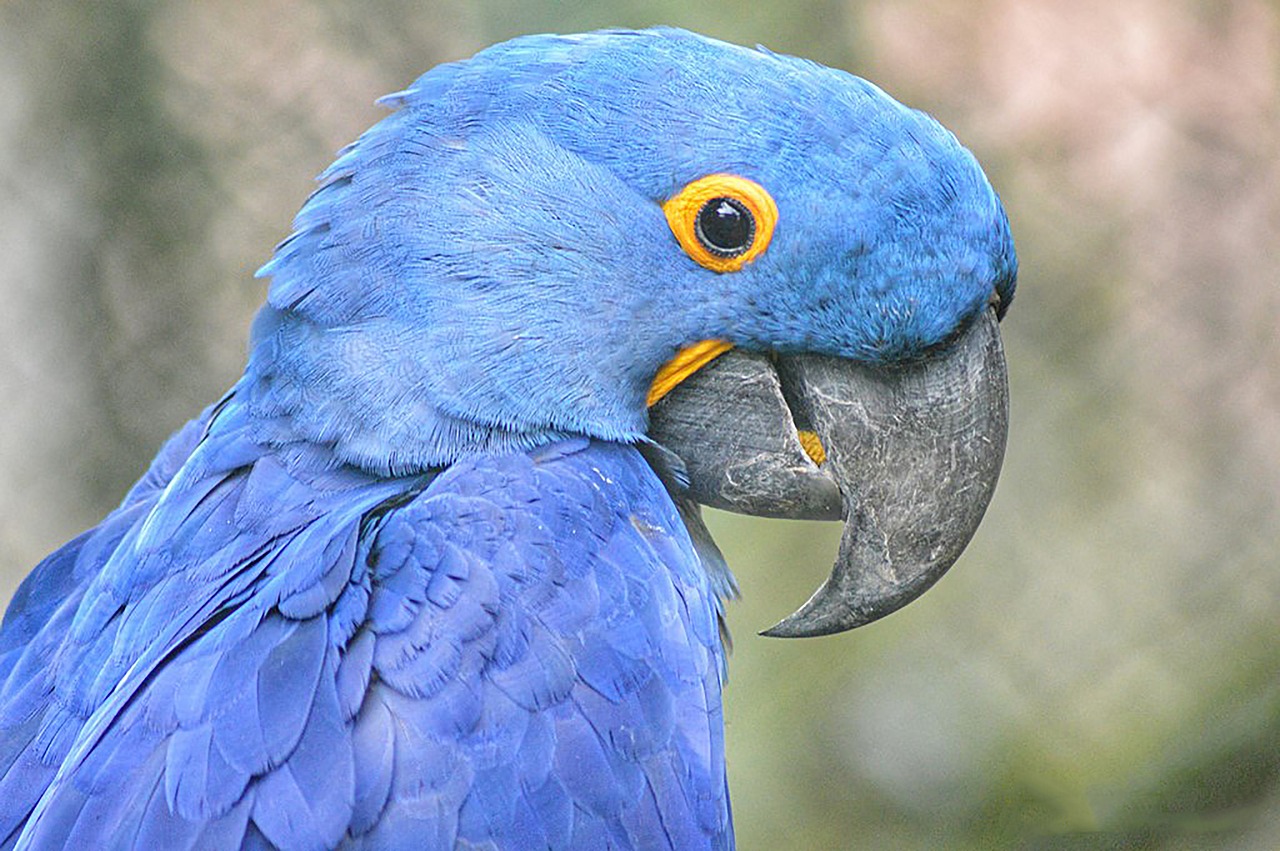 bird  parrot  animals free photo