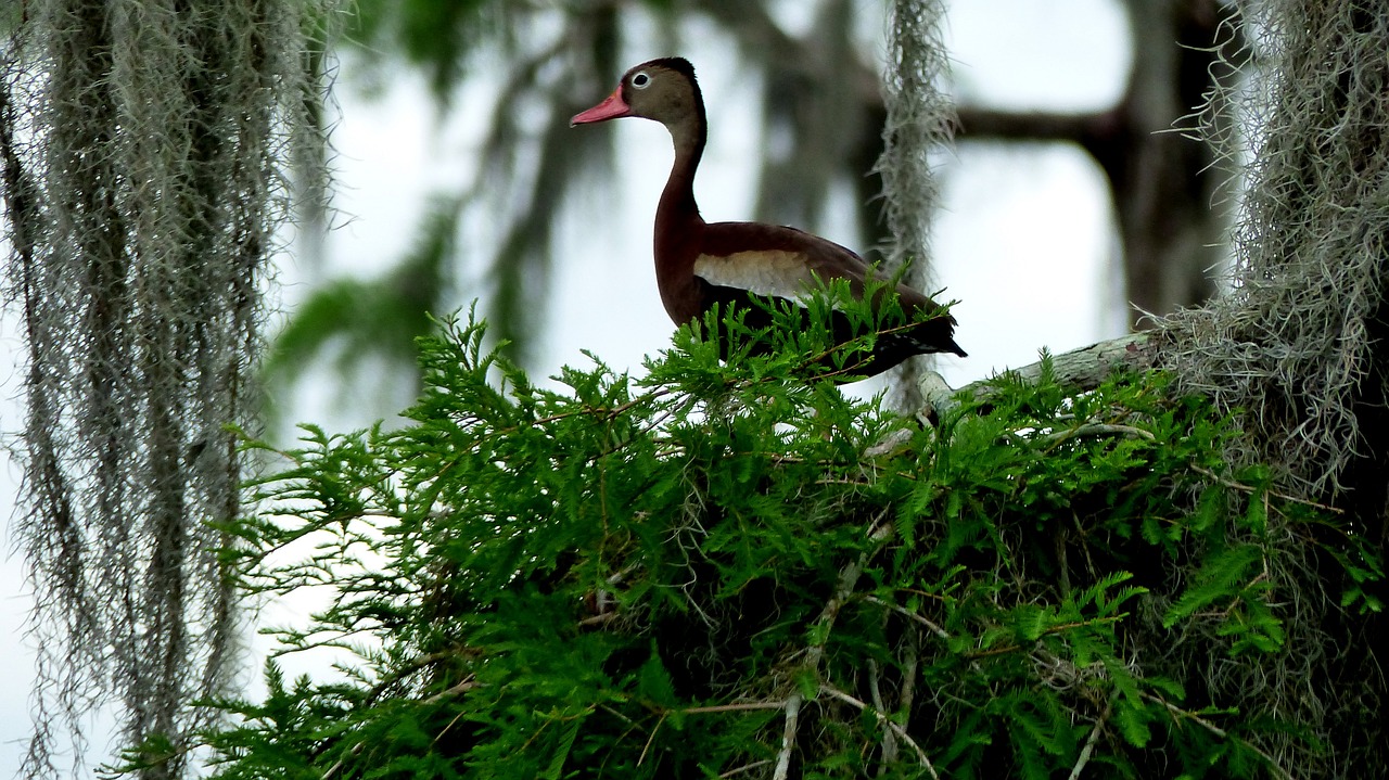 bird  bayou  louisiana free photo
