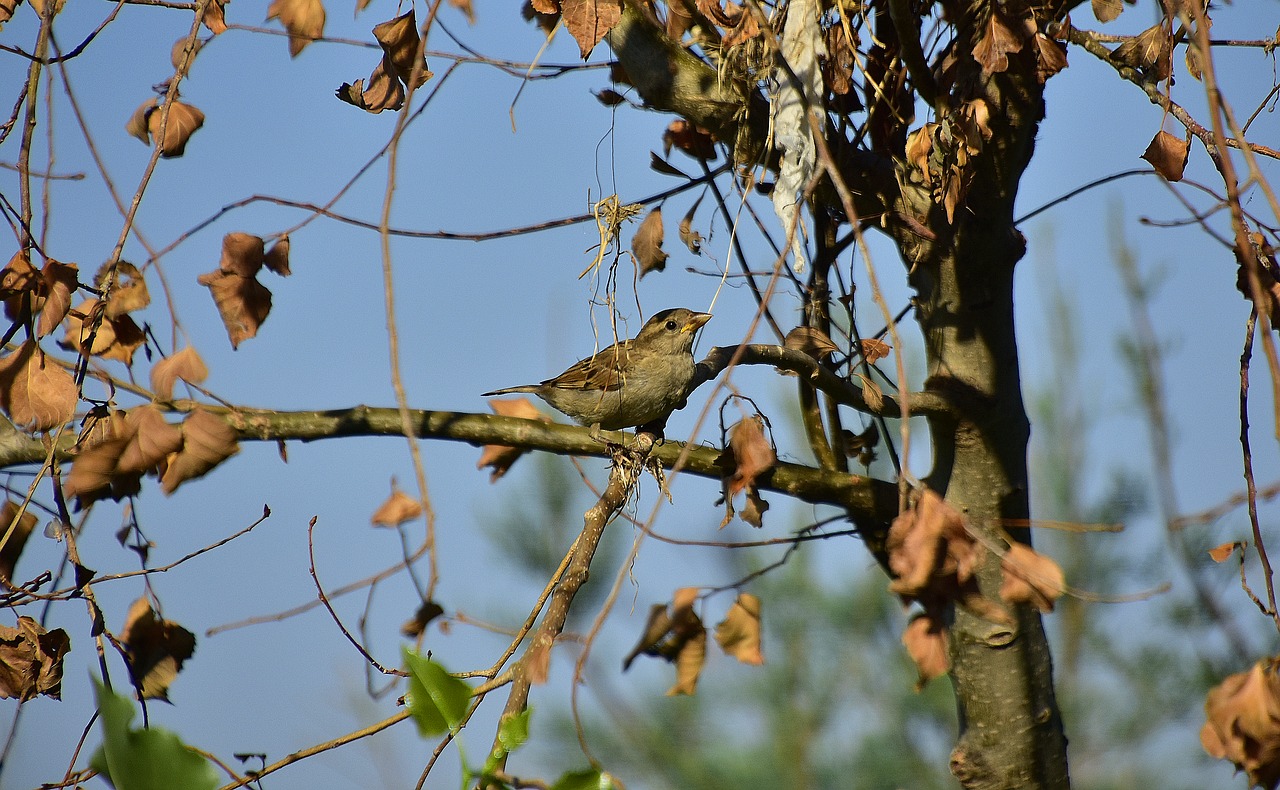 bird  sparrow  pen free photo