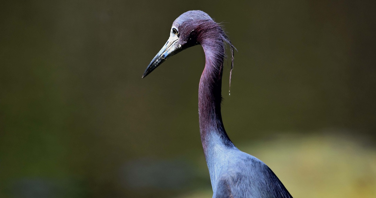 bird  blue  heron free photo