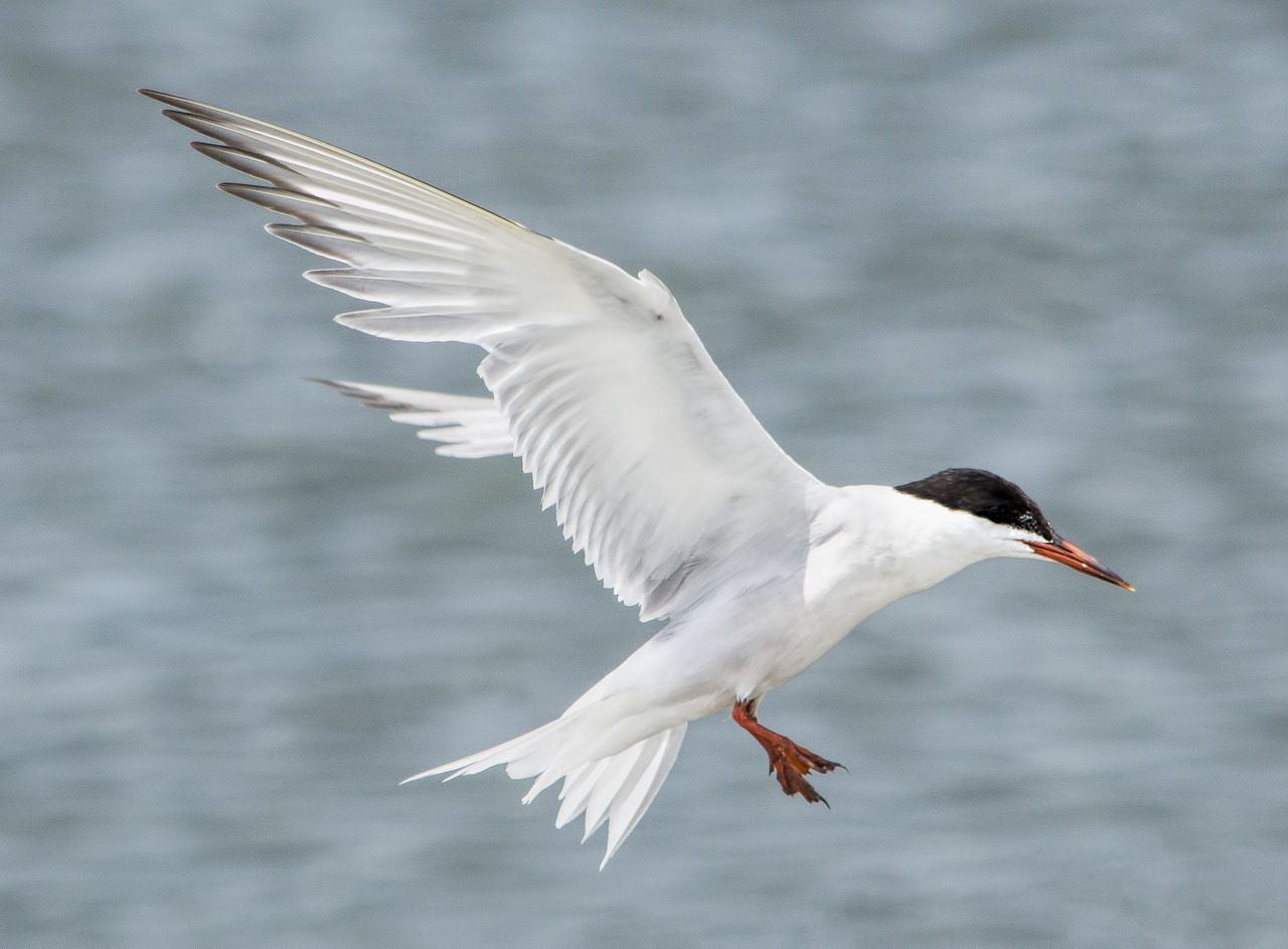 bird  flight  feathers free photo