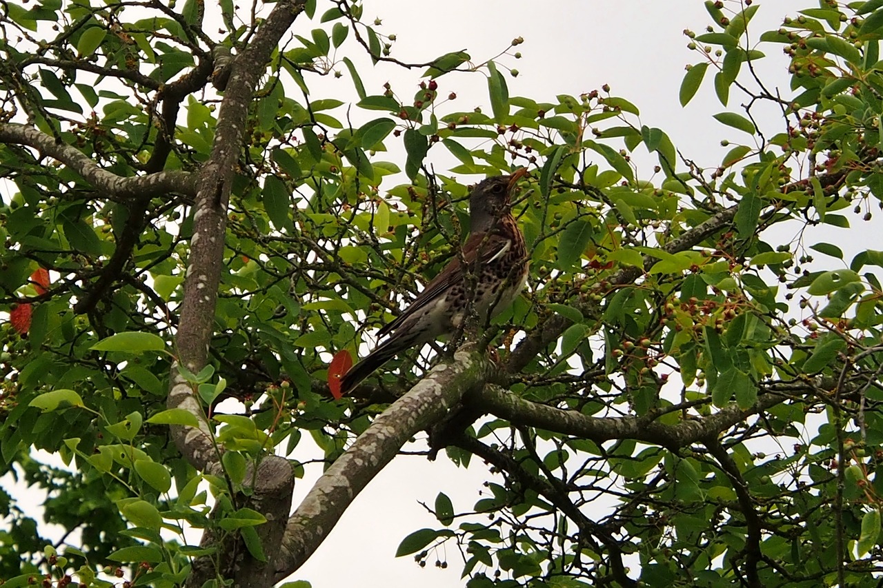 bird  tree  nature free photo