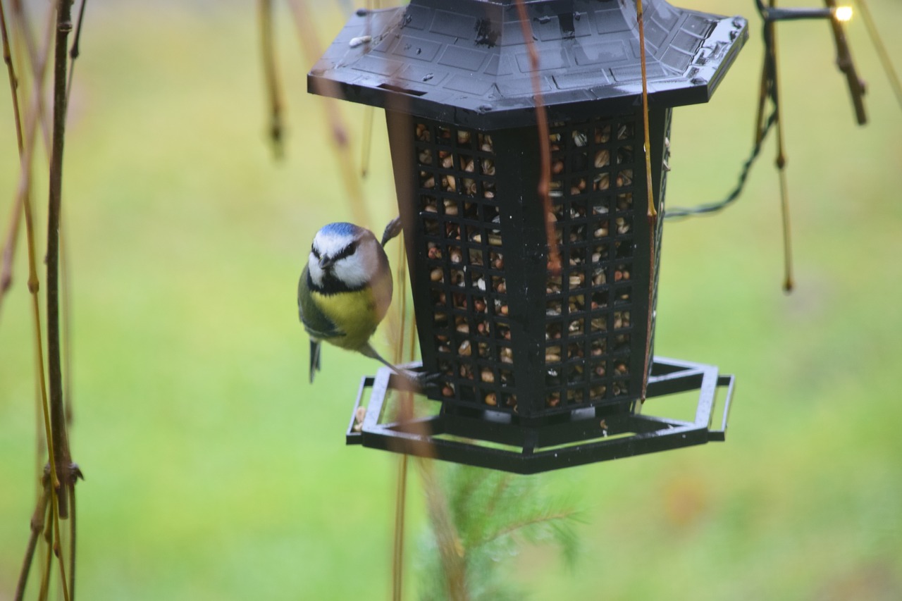 bird  blue tit  nature free photo