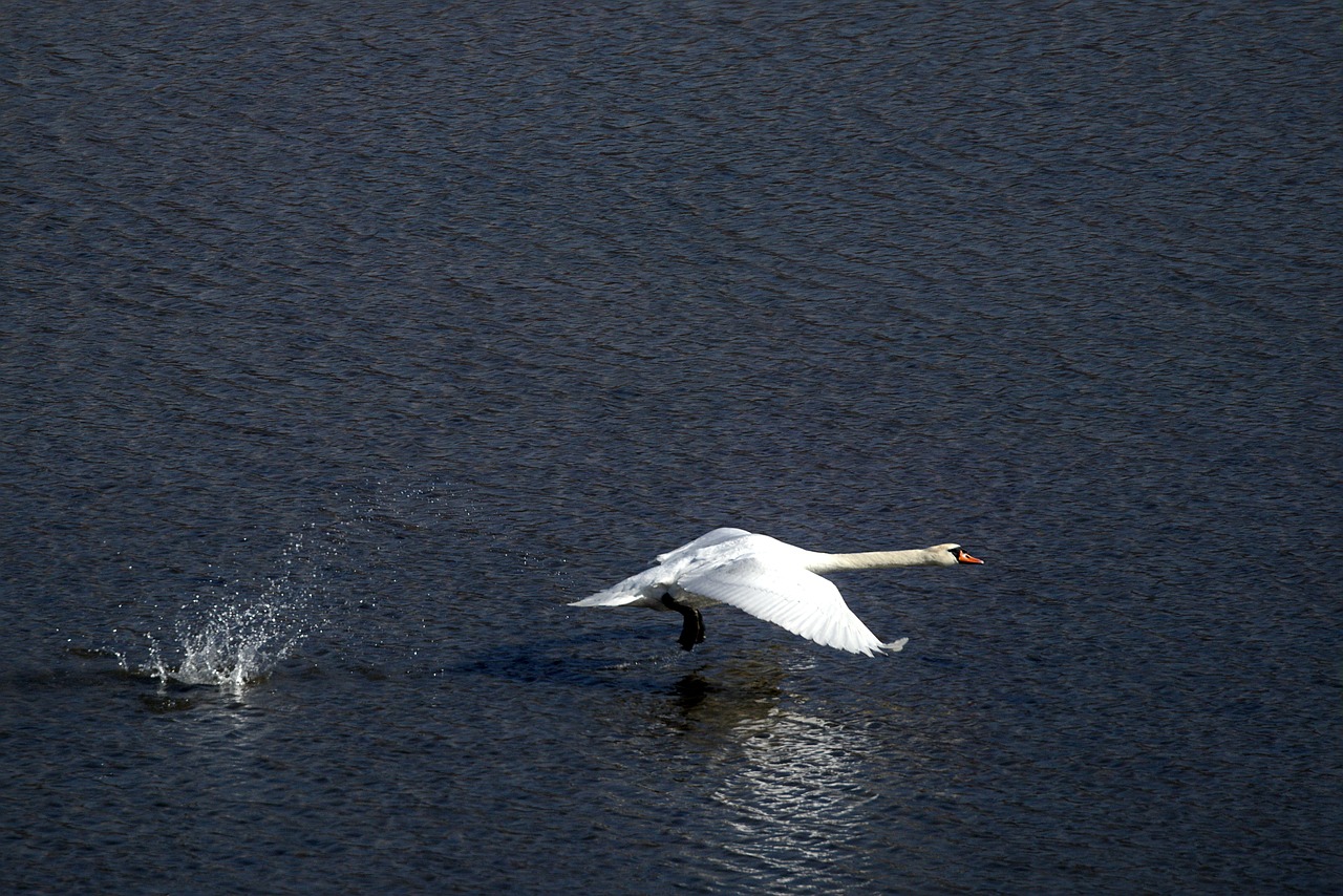 bird  swan  water free photo