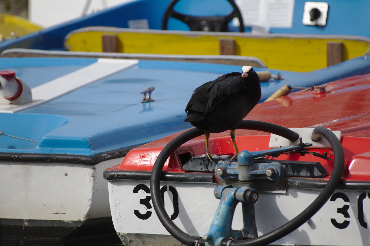 bird  boat  water free photo