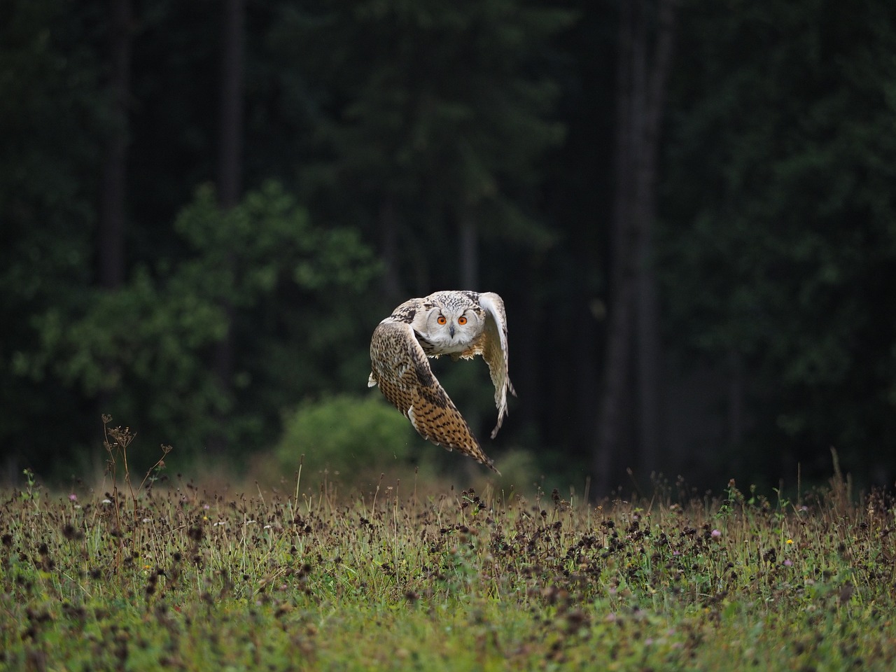 bird  animal  owl free photo