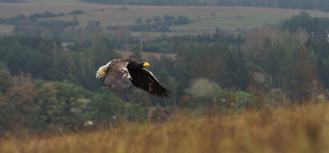 bird  animal  eagle free photo