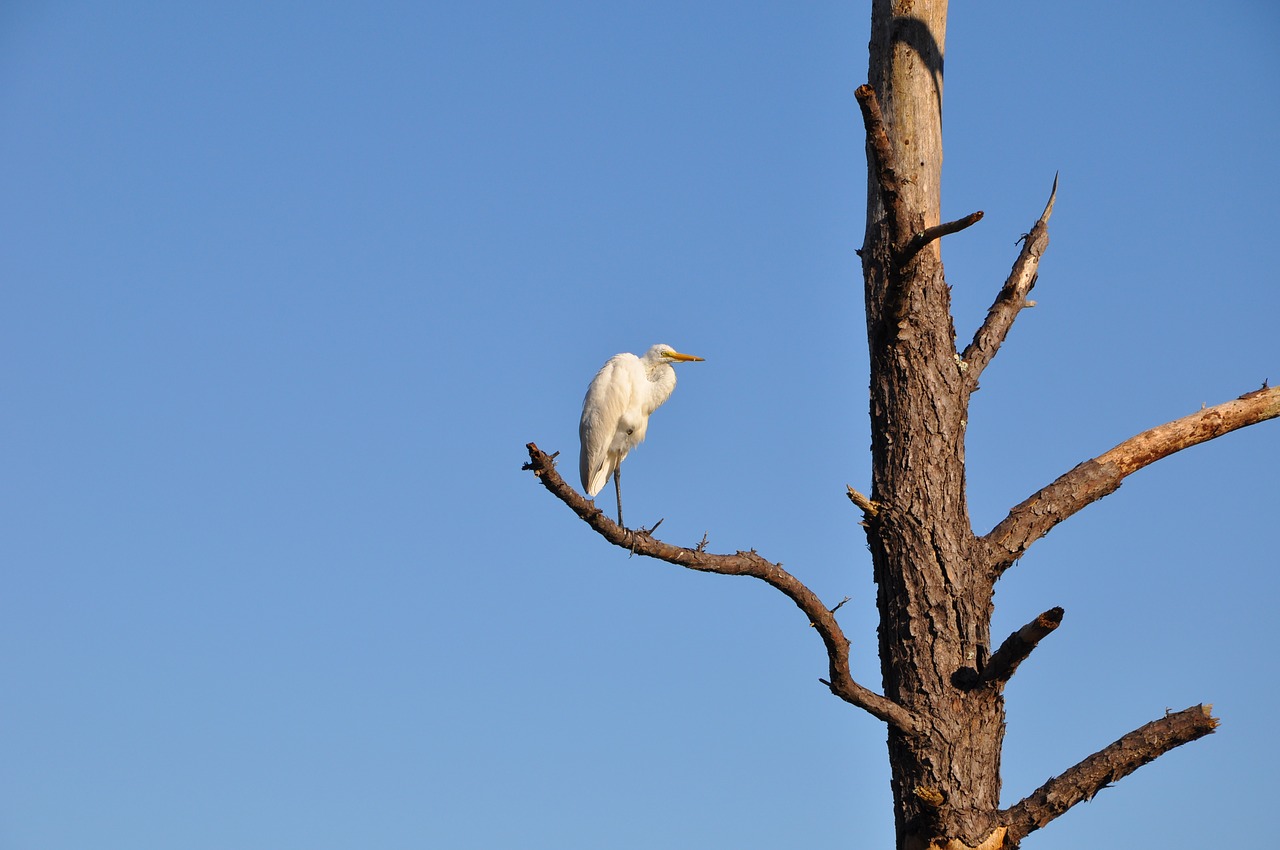 bird  heron  tree free photo