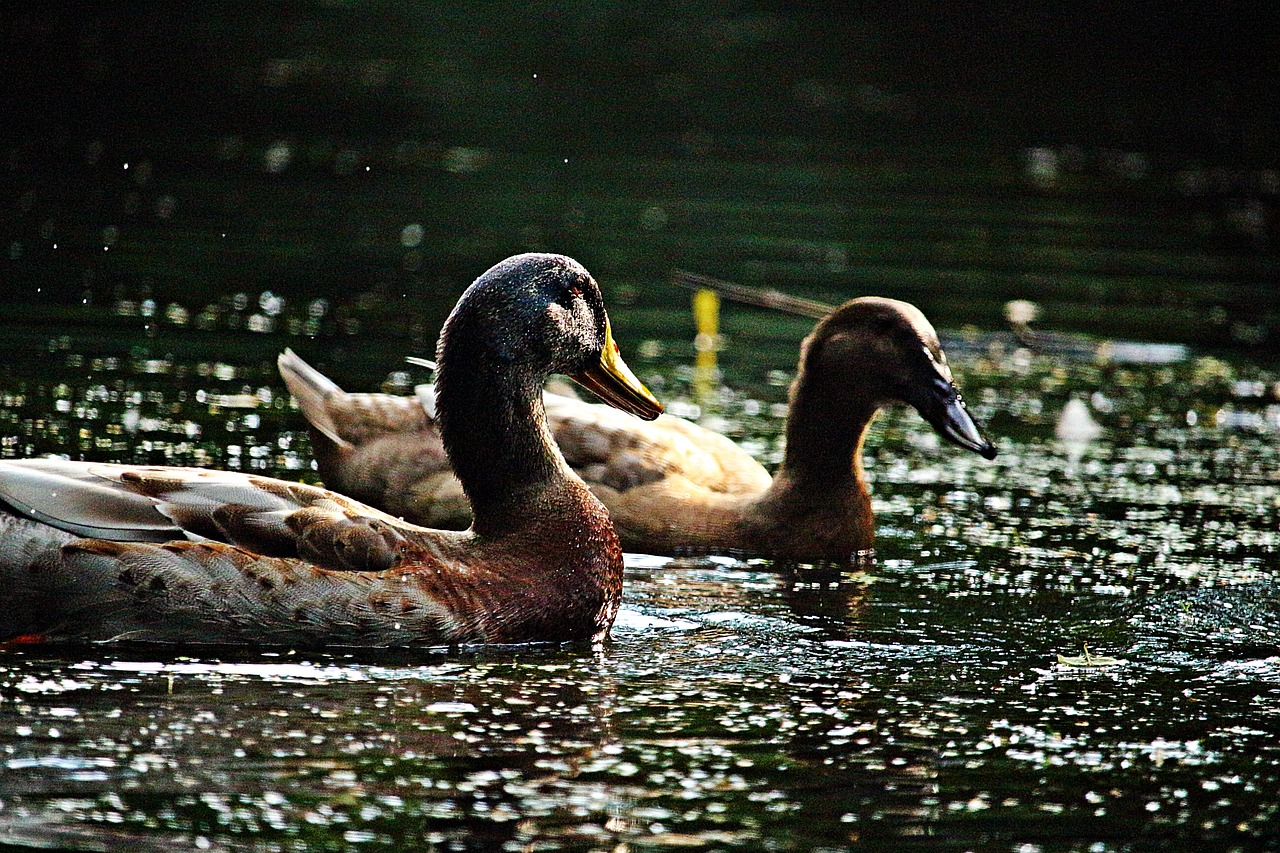 bird  running duck  duck free photo