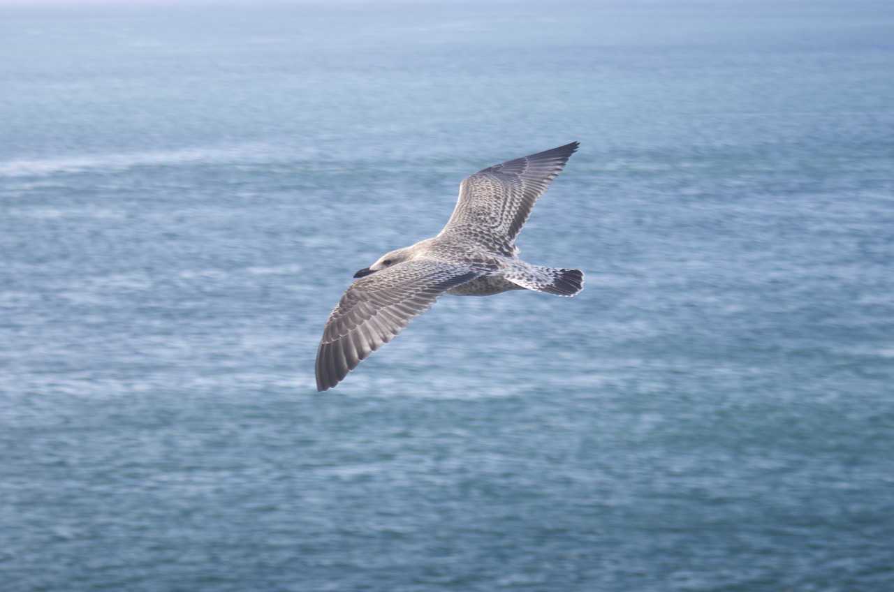 bird  sea  ocean free photo