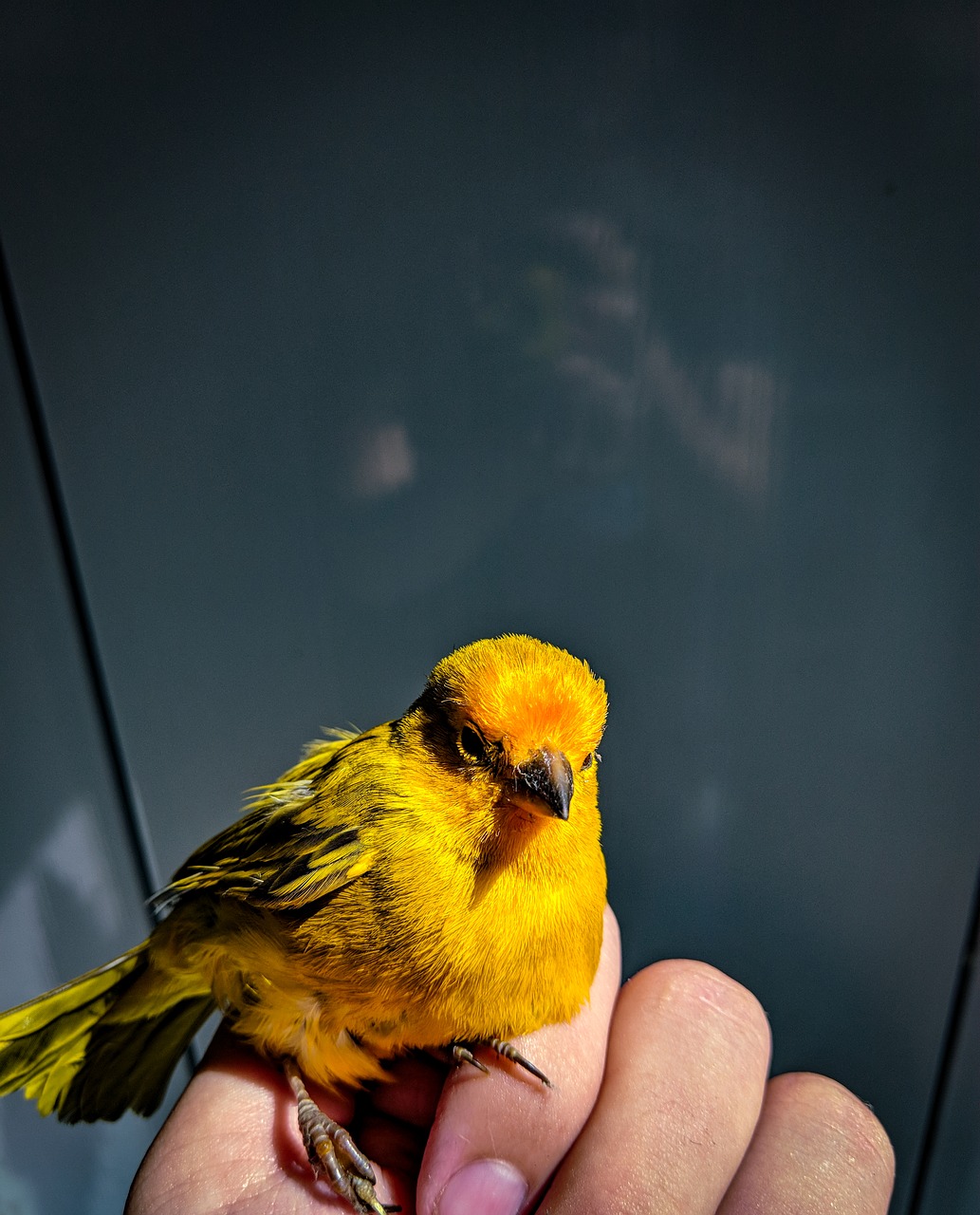 bird  yellow  beautiful free photo