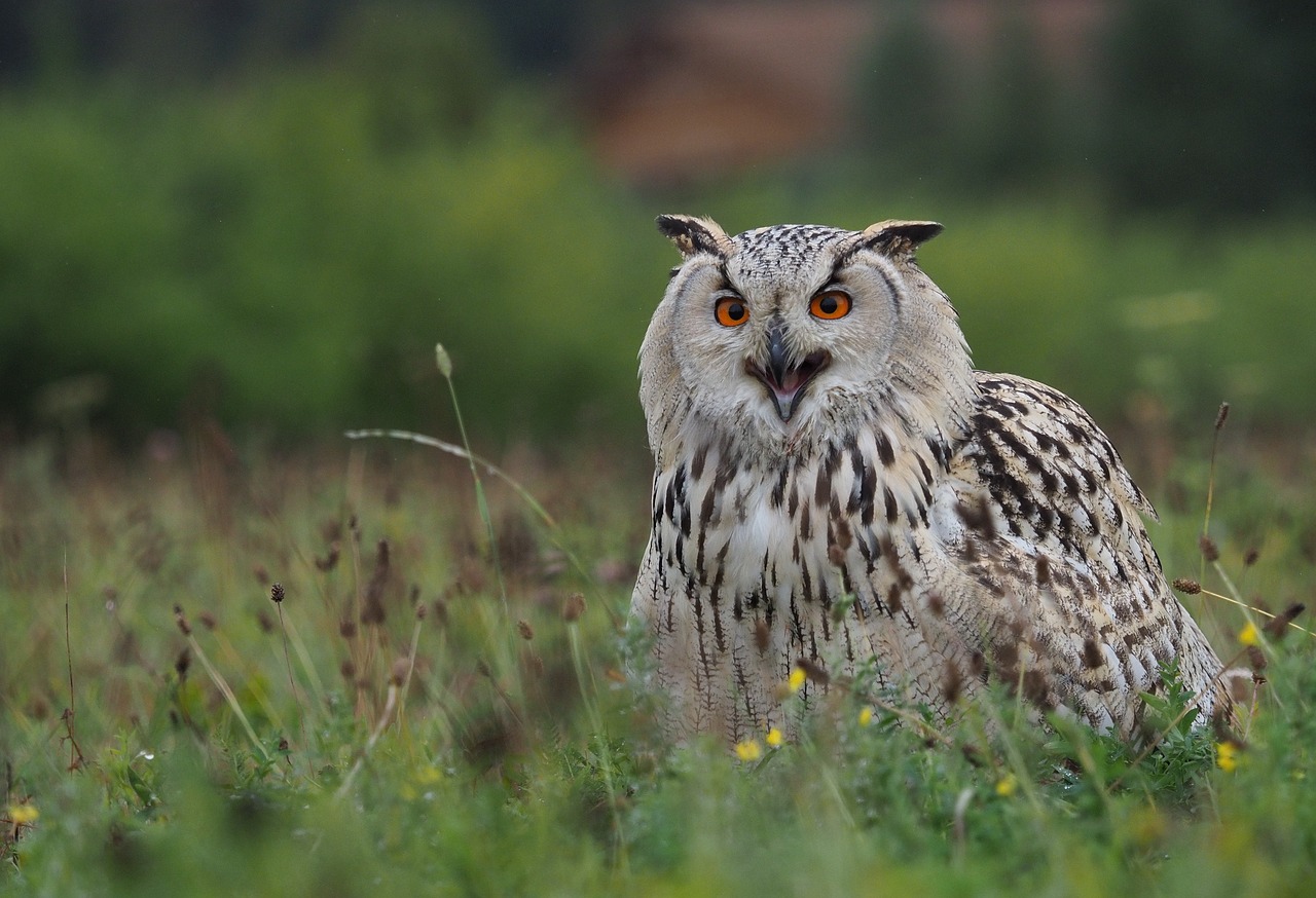 bird  animal  owl siberian free photo