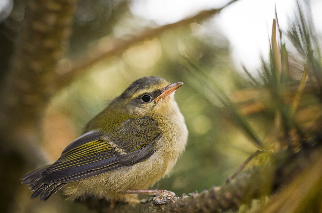 bird  outdoors  birds free photo