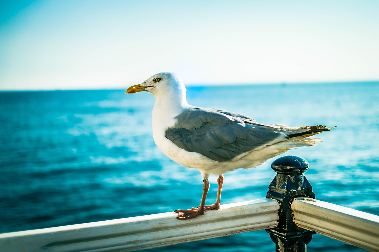 bird  seagull  brighton free photo