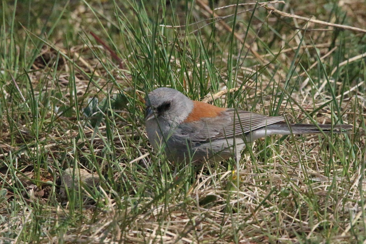 bird  grass  nature free photo