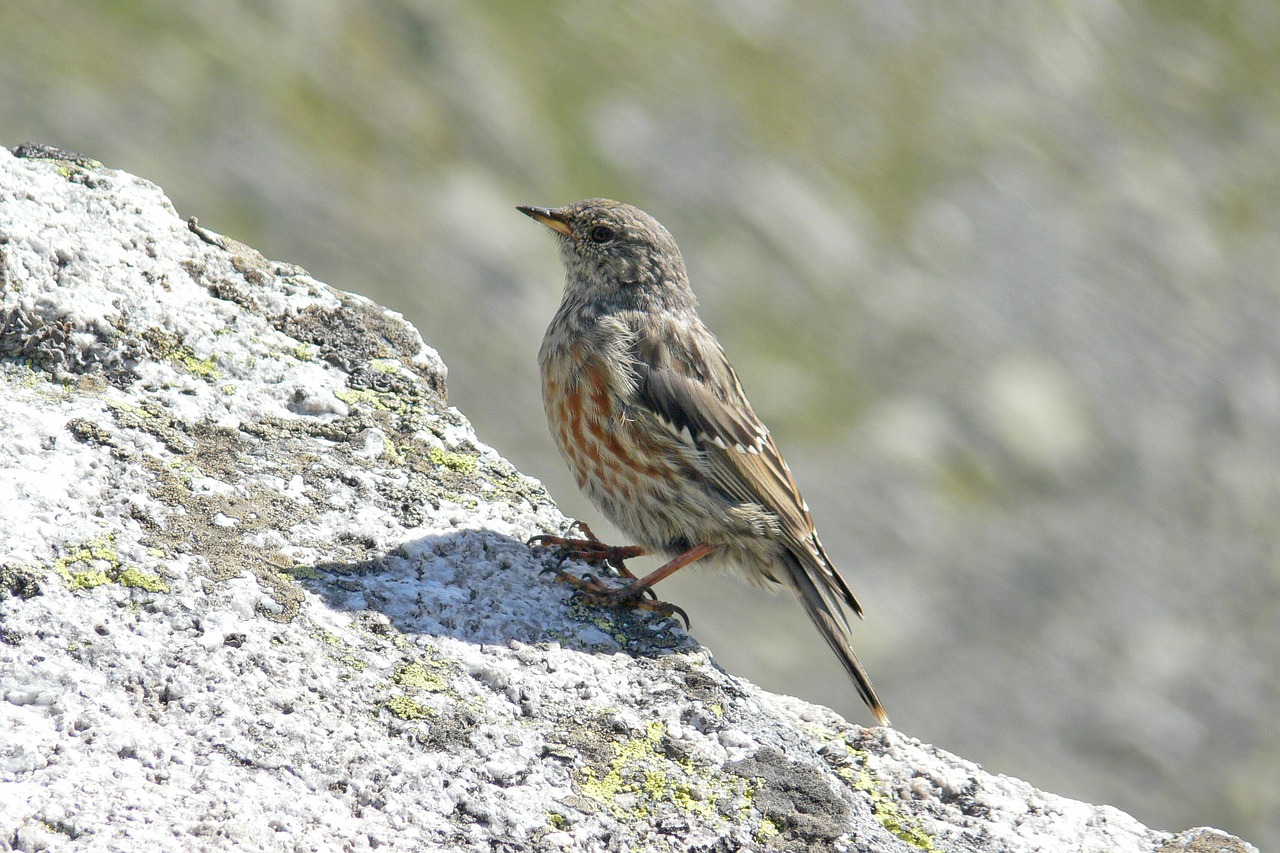 bird  mountain  little free photo