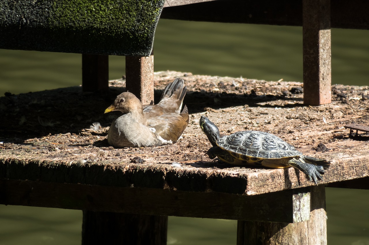 bird  water turtle  turtle free photo