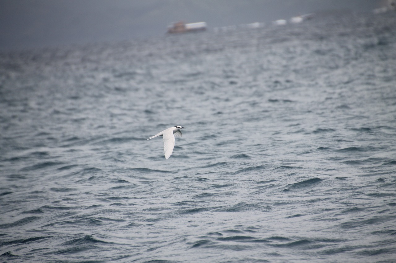 bird  kingfisher  ocean free photo