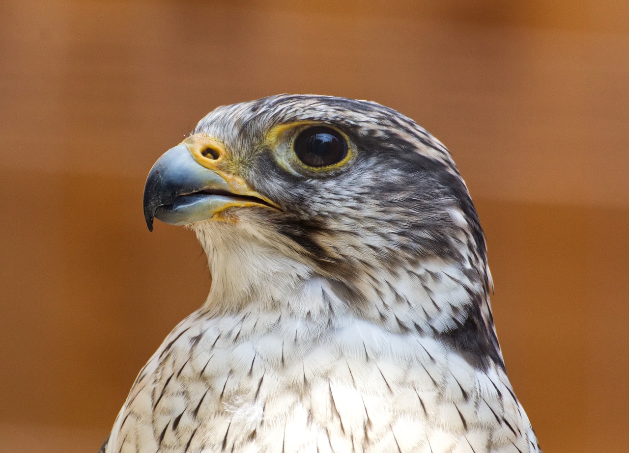 bird  falcon  nature free photo