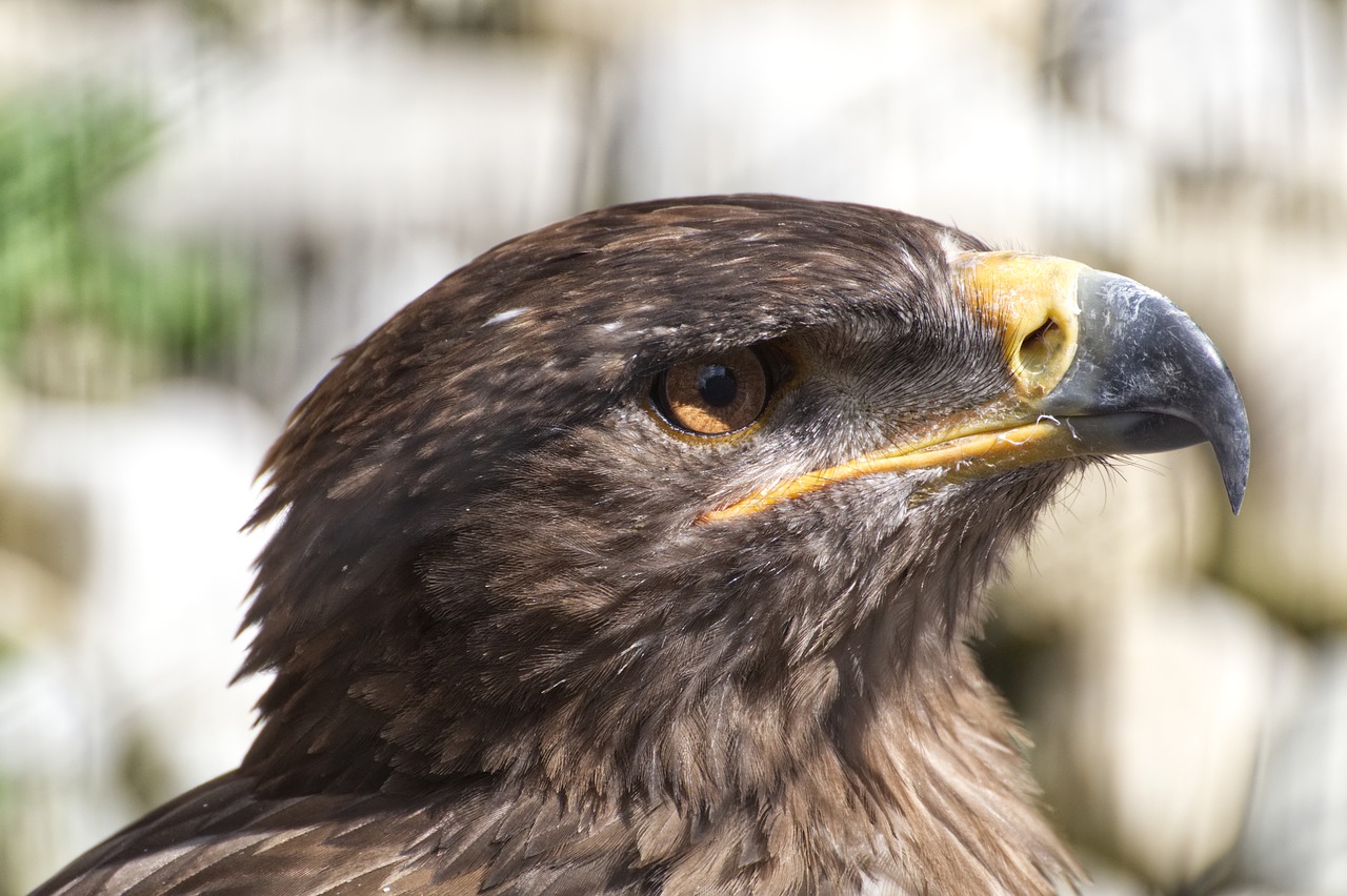 bird  falcon  nature free photo