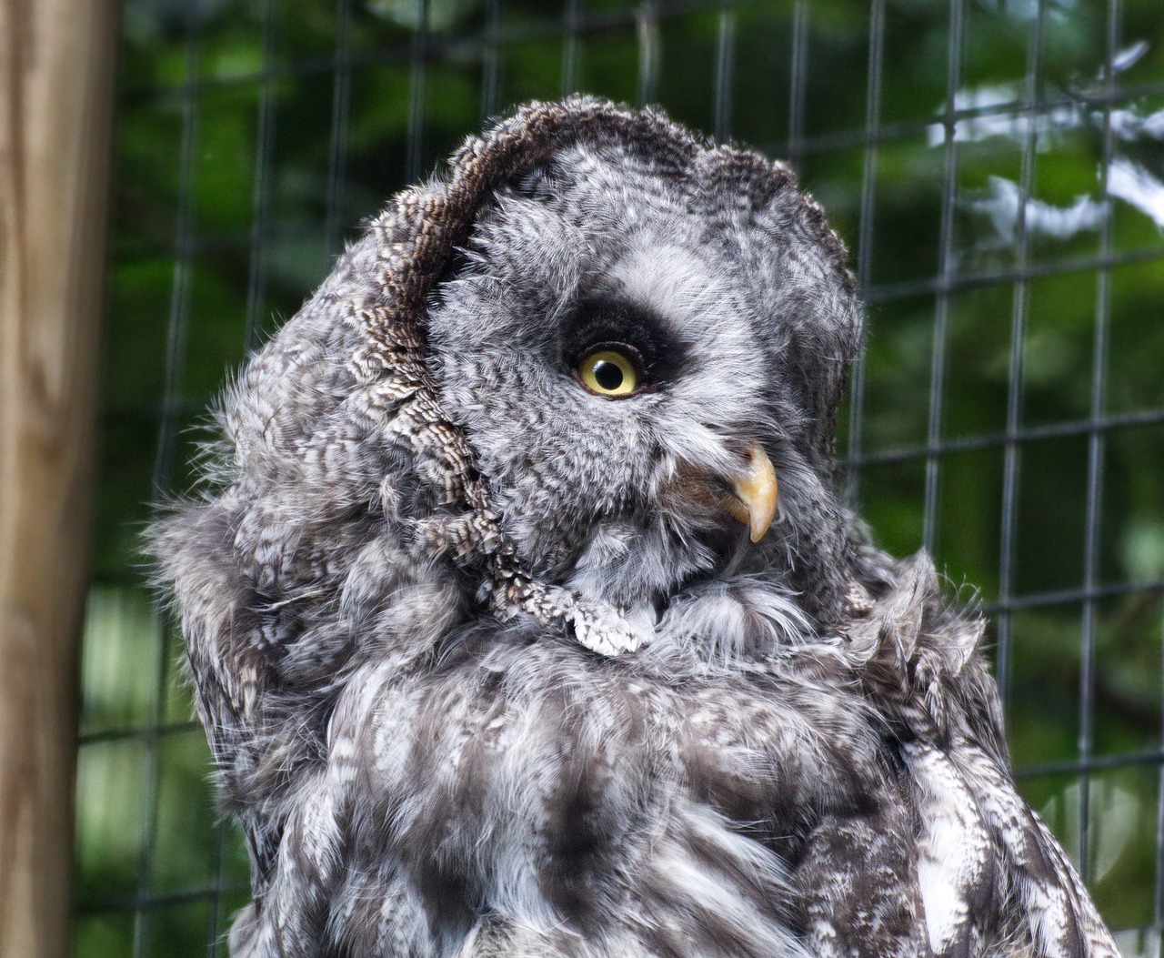 bird  owl  eagle owl free photo