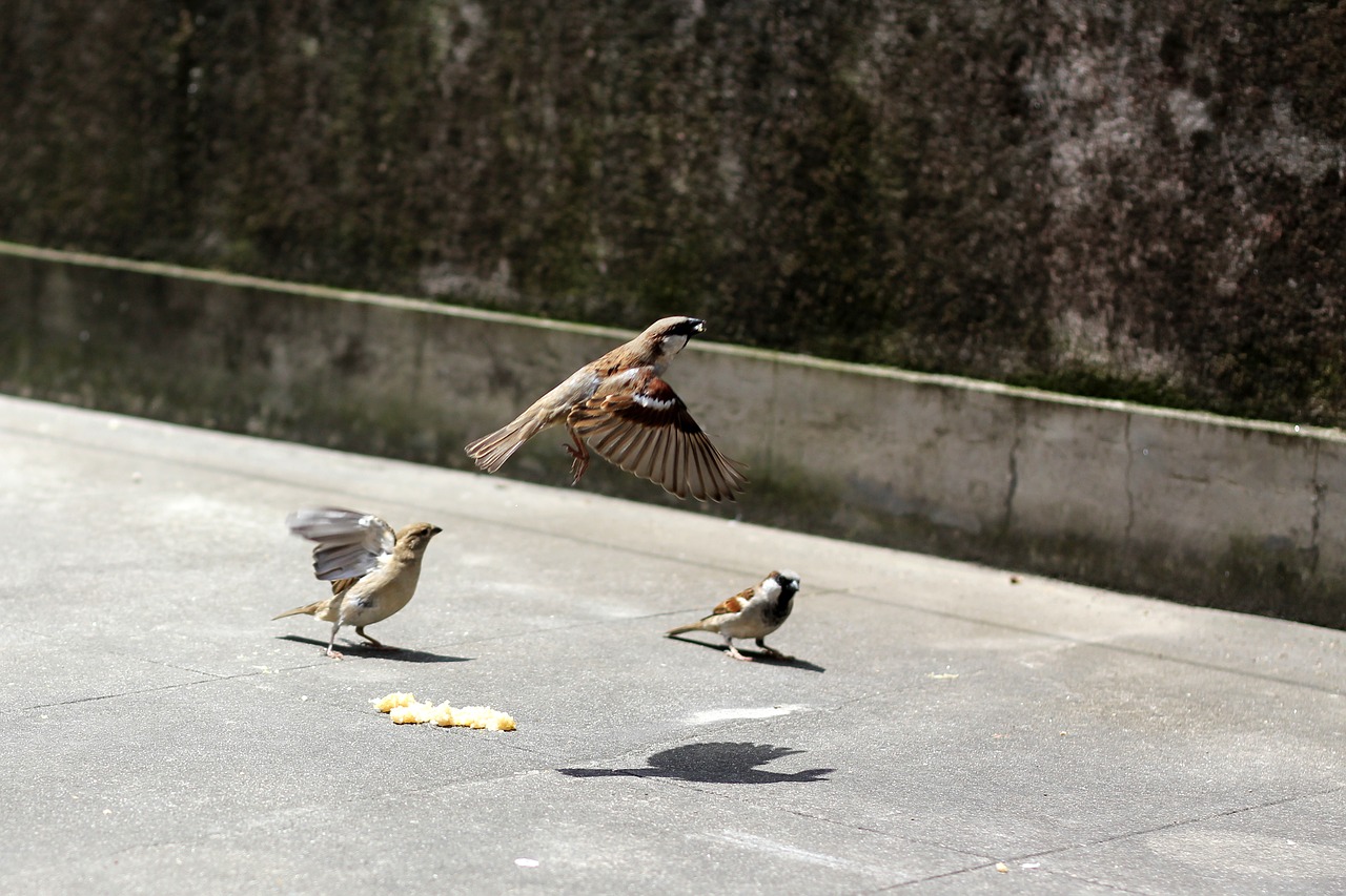 bird  flight  sparrows free photo