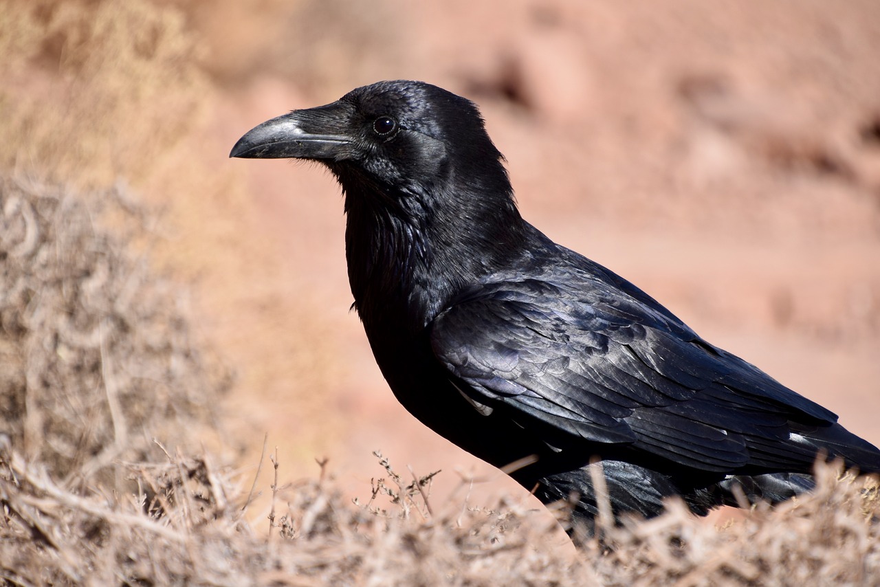 bird  black  blackbird free photo