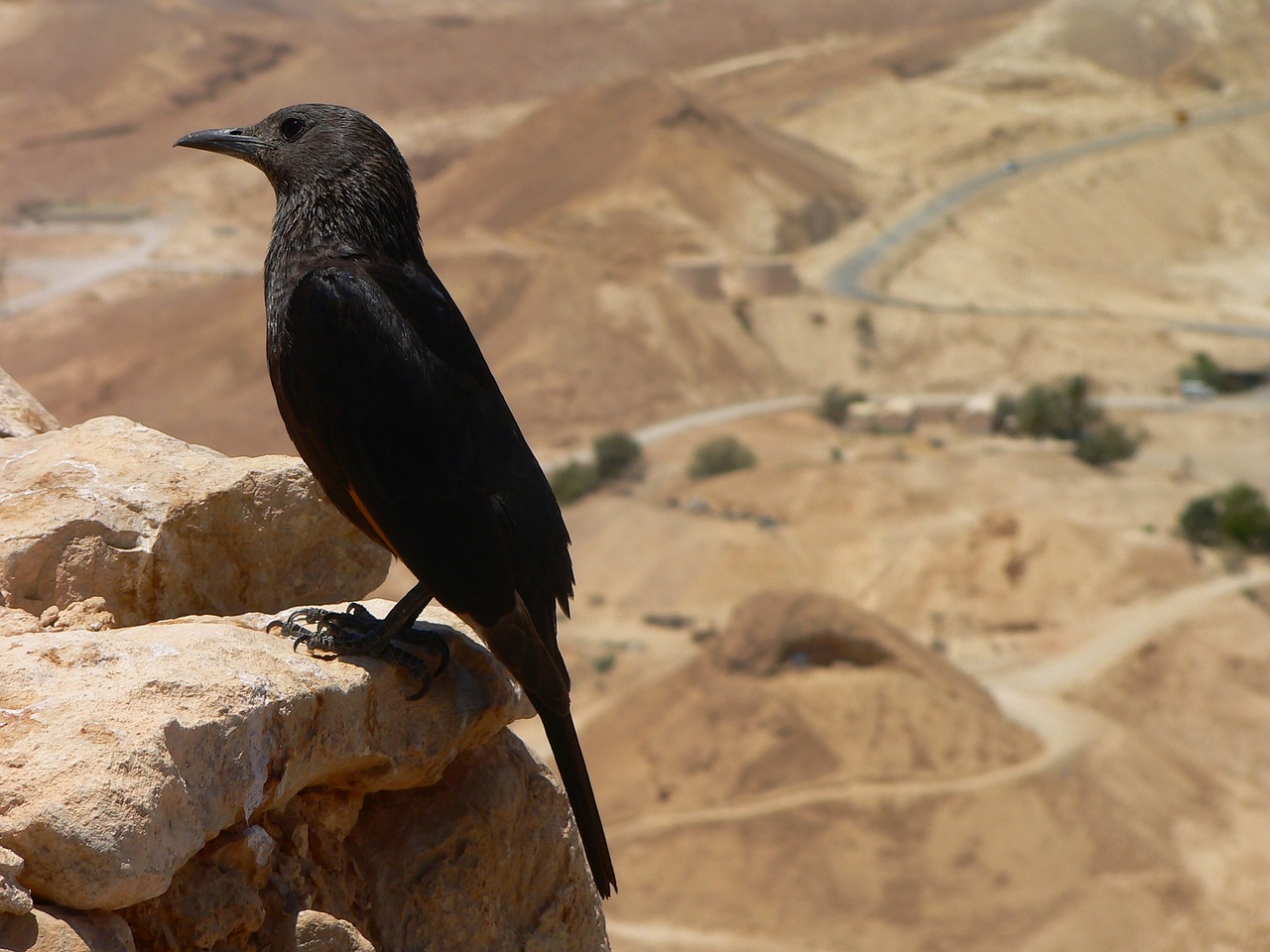 bird  masada  israel free photo