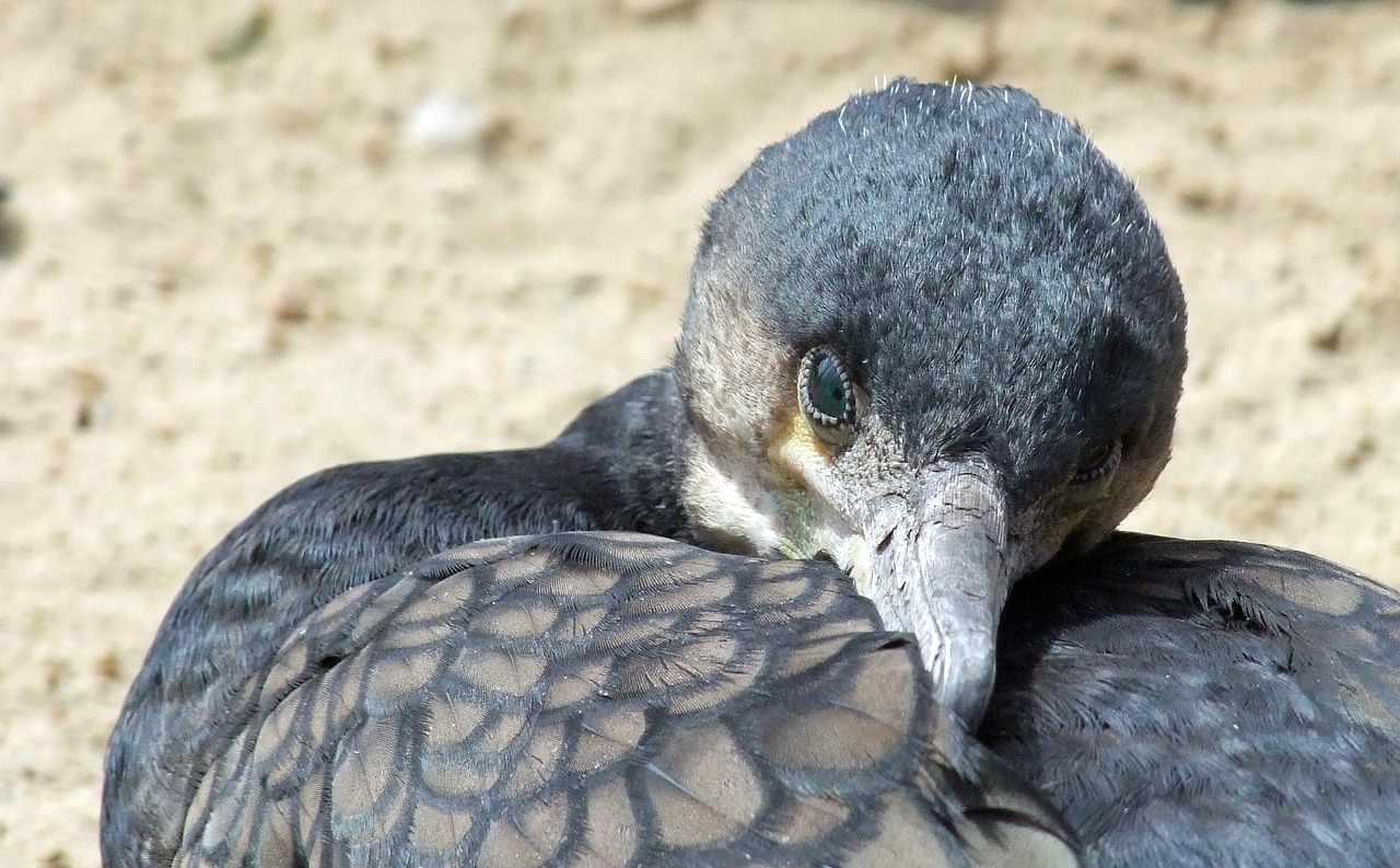 bird cormorant phalacrocorax carbo free photo
