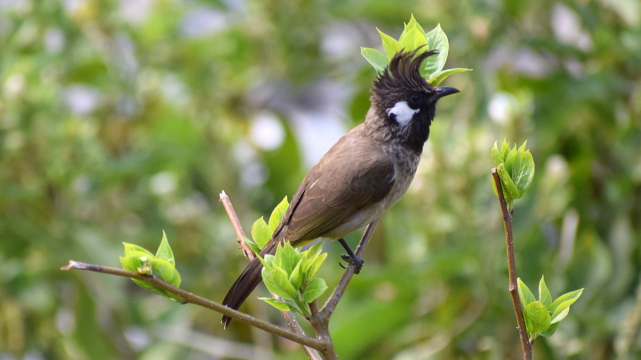 bird  bulbul  natural free photo