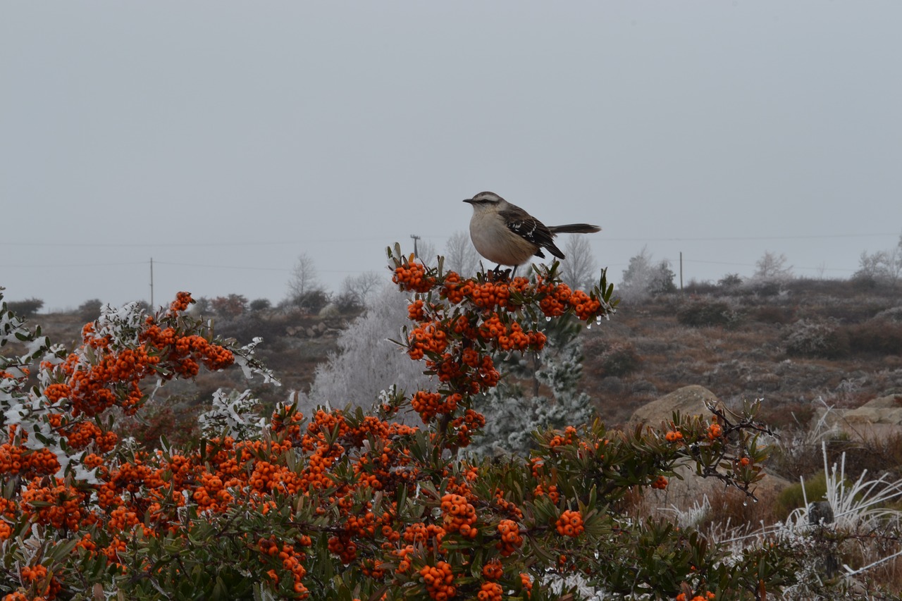 bird  birds  ave free photo