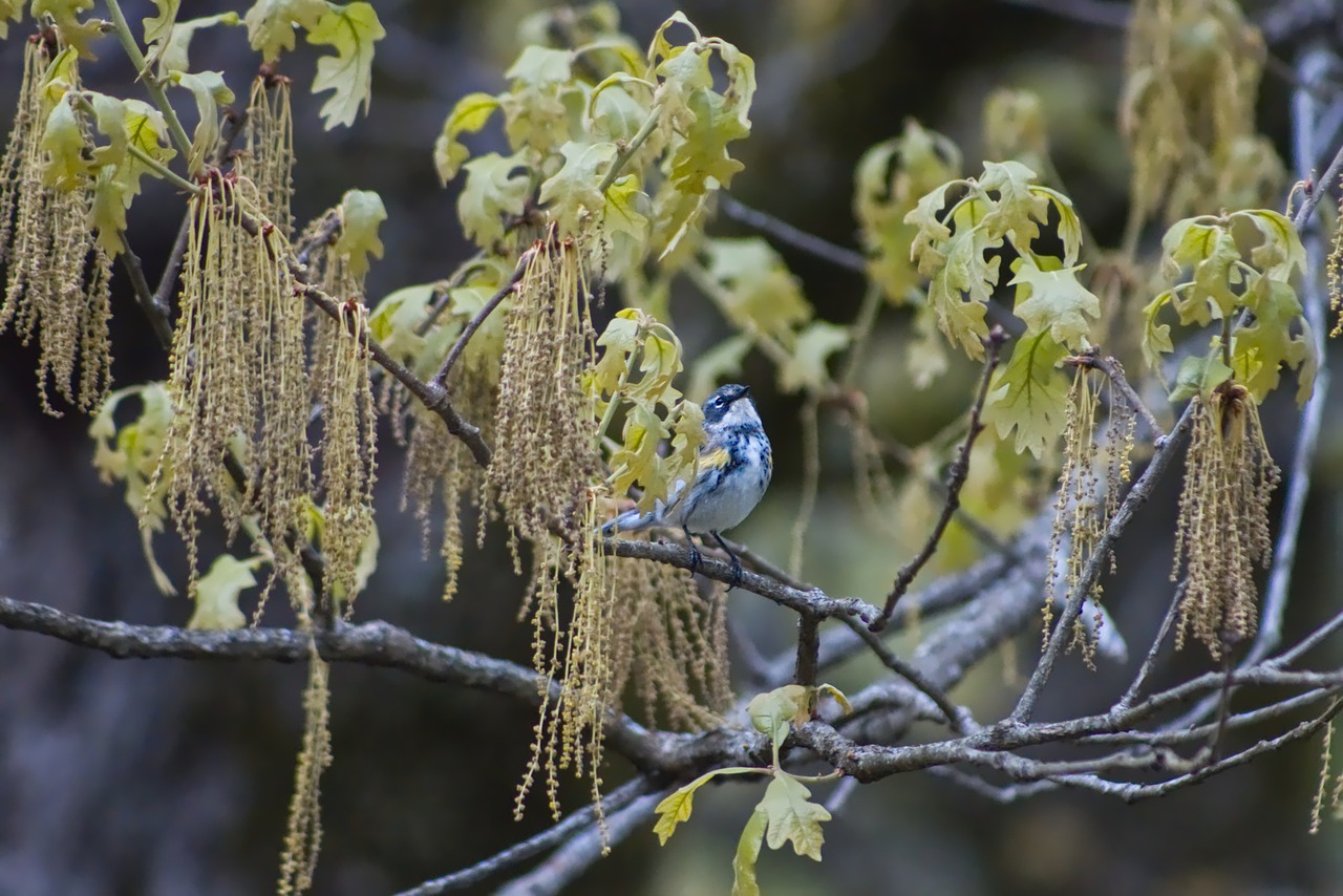 bird  little  little bird free photo