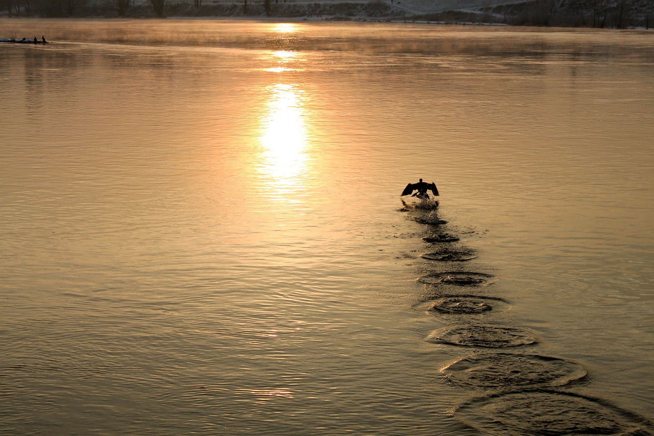 bird  river  water free photo