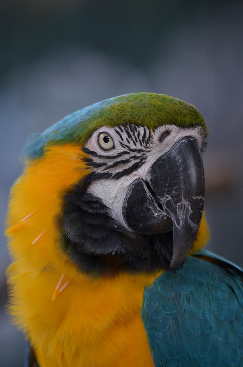 bird  macaw  nature free photo