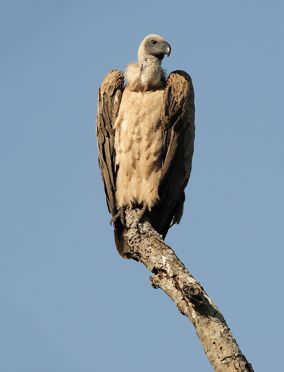 bird  raptor  sky free photo