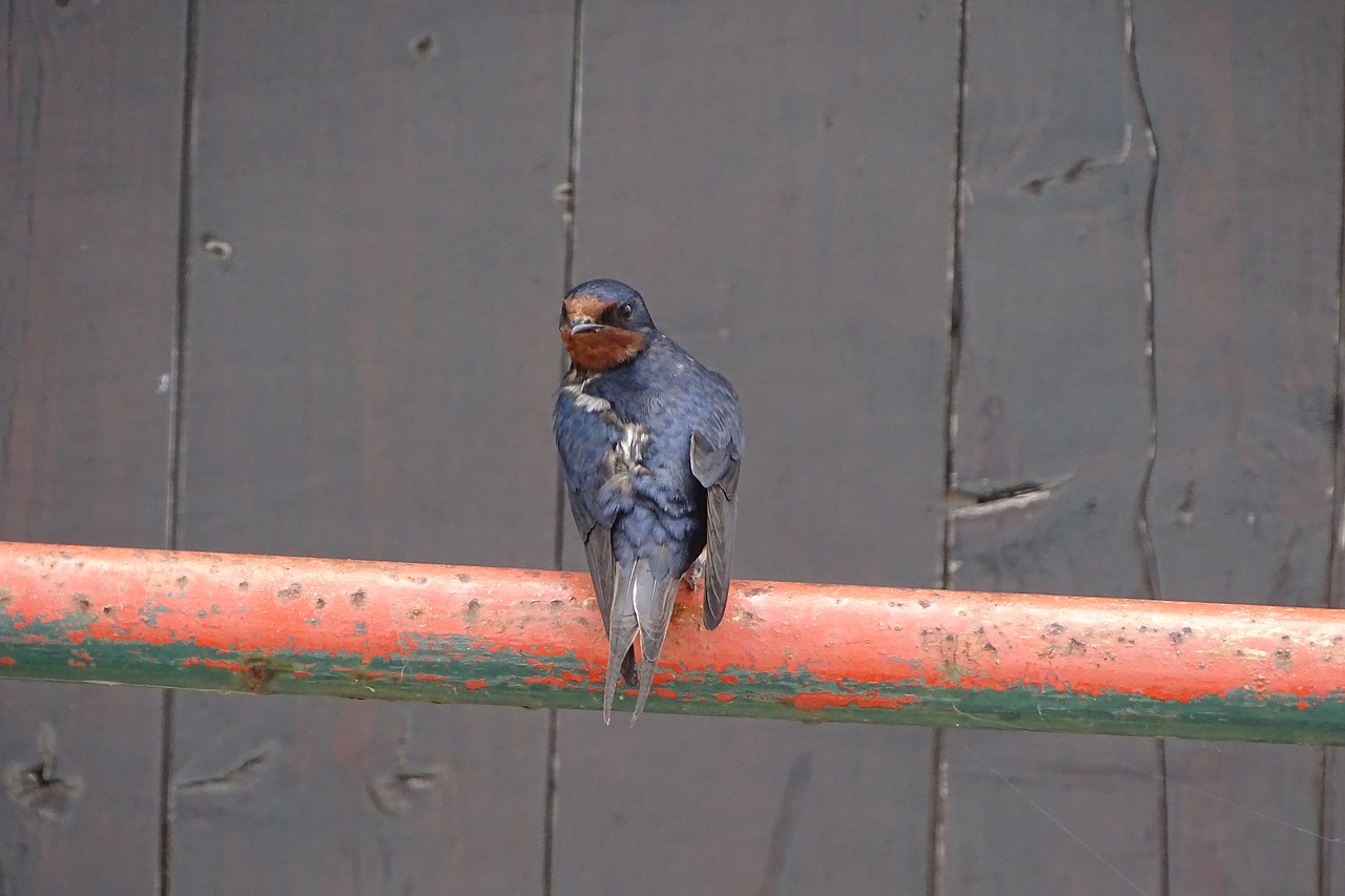 bird  close up  nature free photo