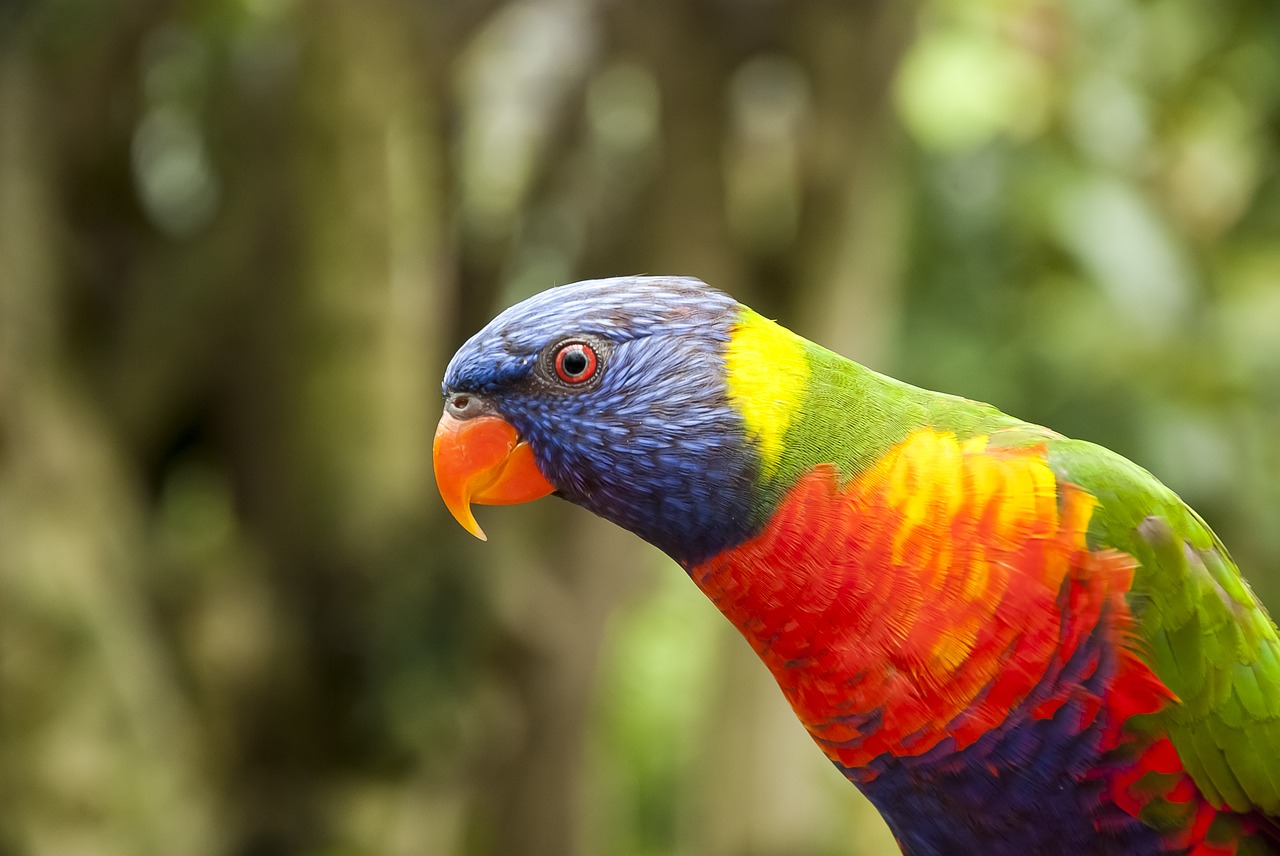 bird  lorikeet  parrot free photo