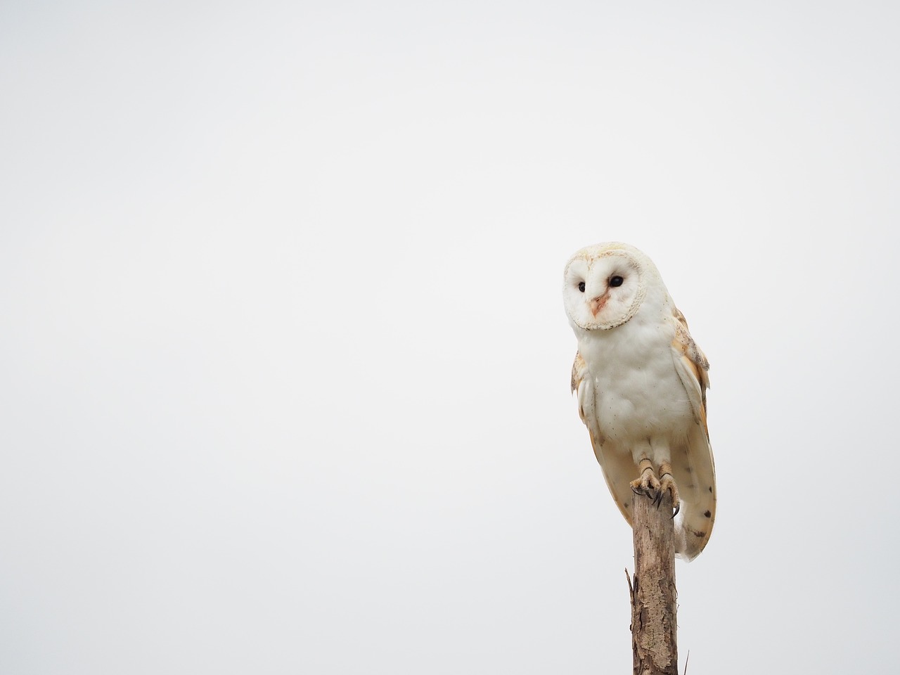 bird  animal  owl free photo