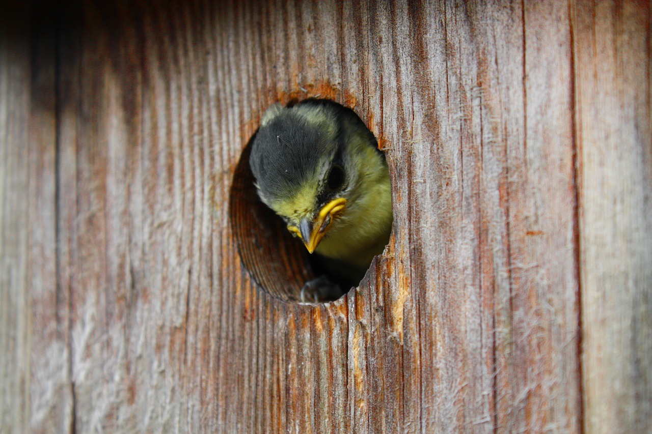 bird  nesting box  tit free photo