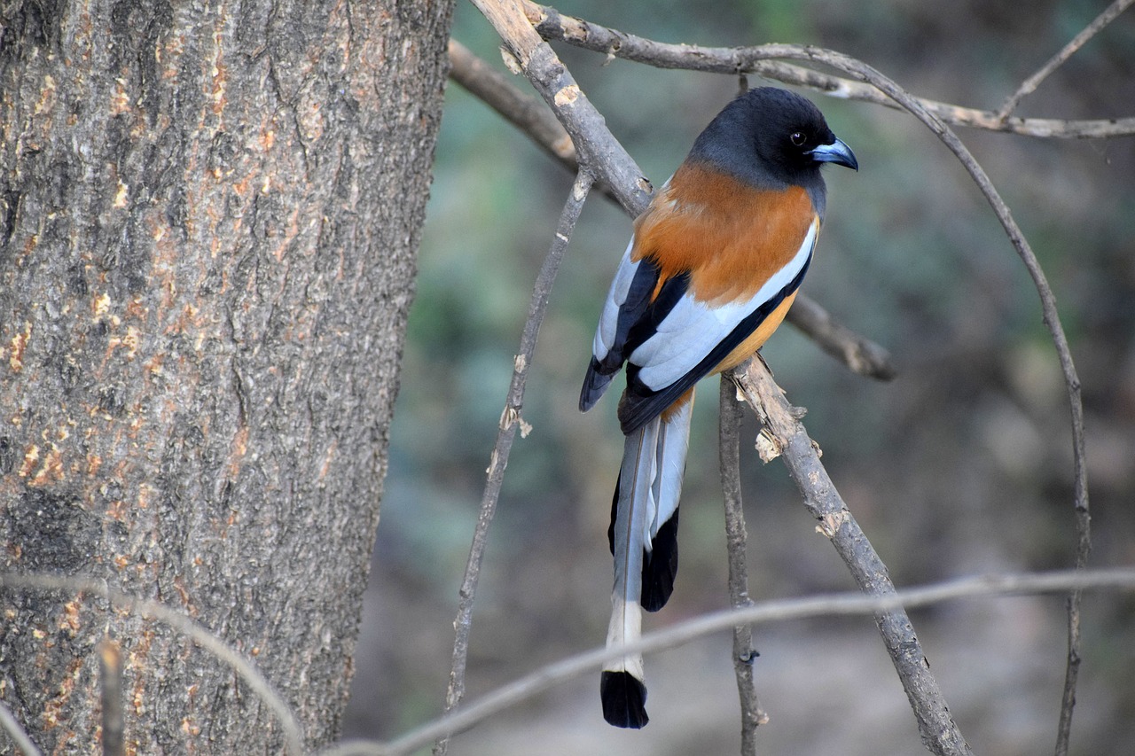 bird  nature  tree free photo