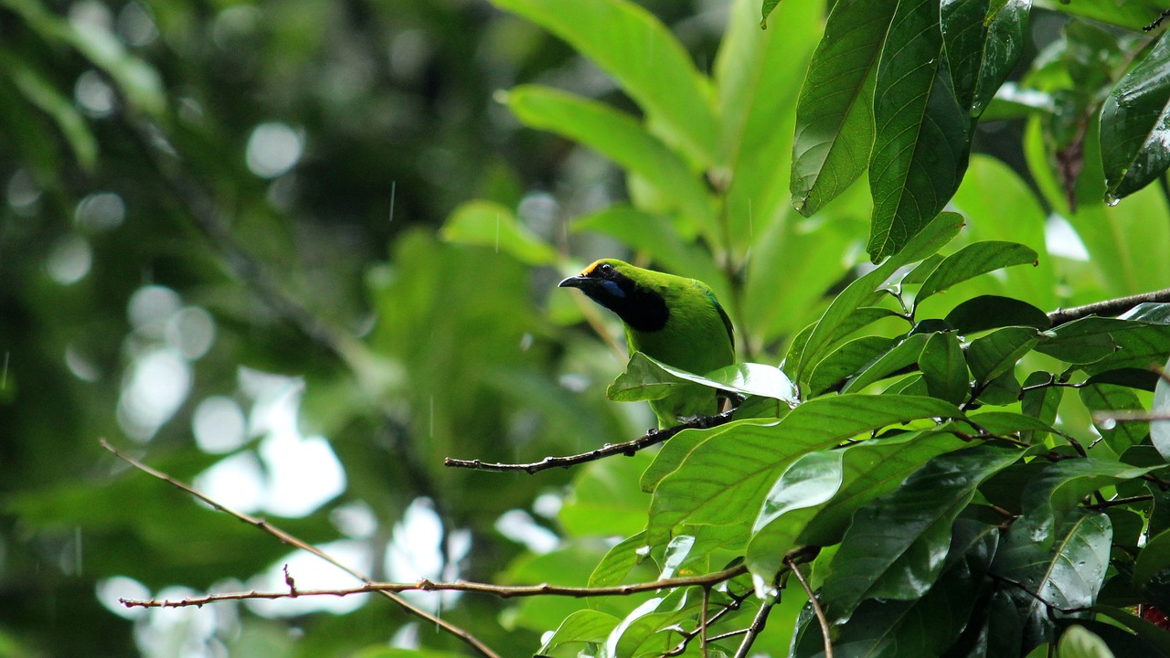 bird  leafbird  leaf free photo