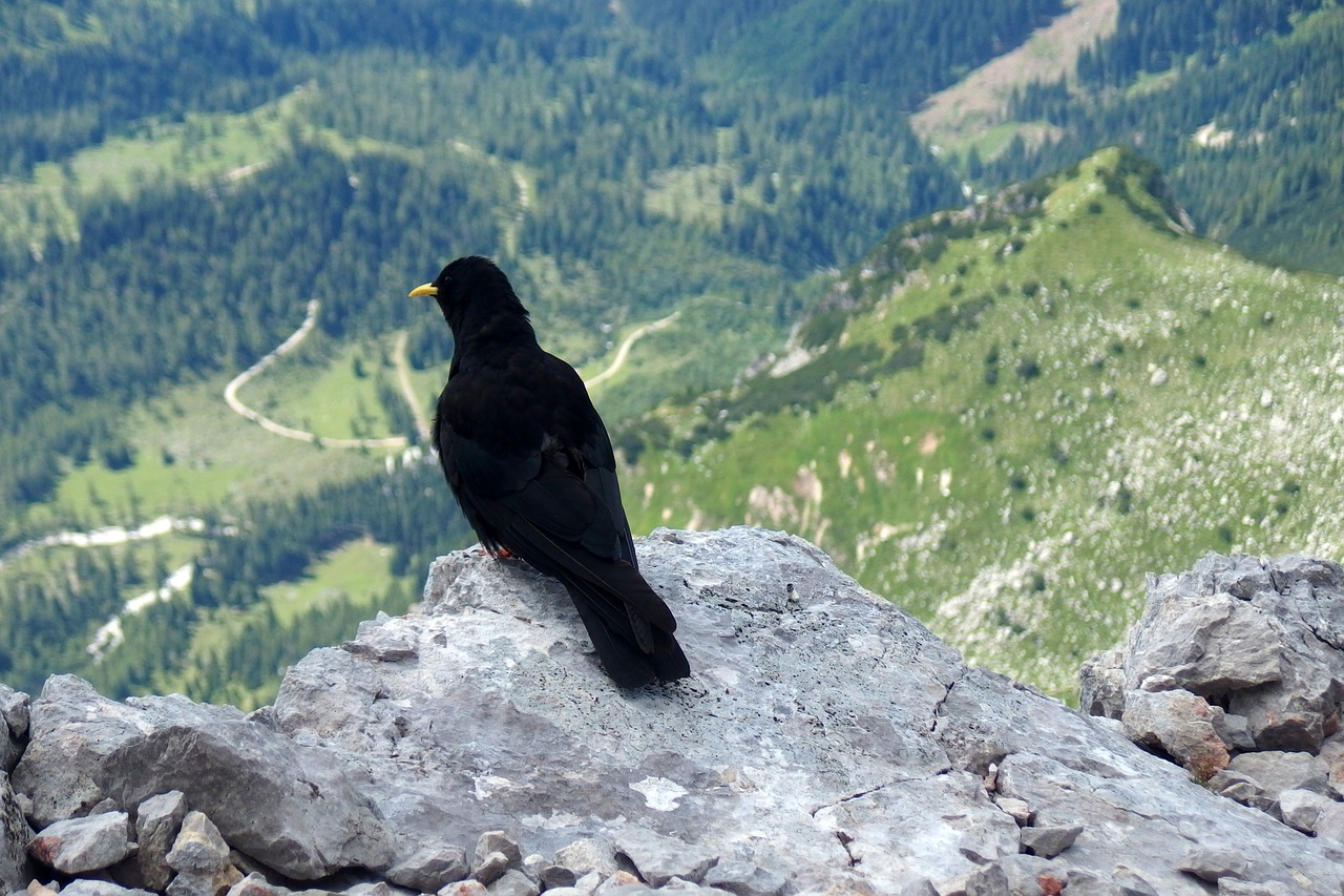 bird  black  mountains free photo