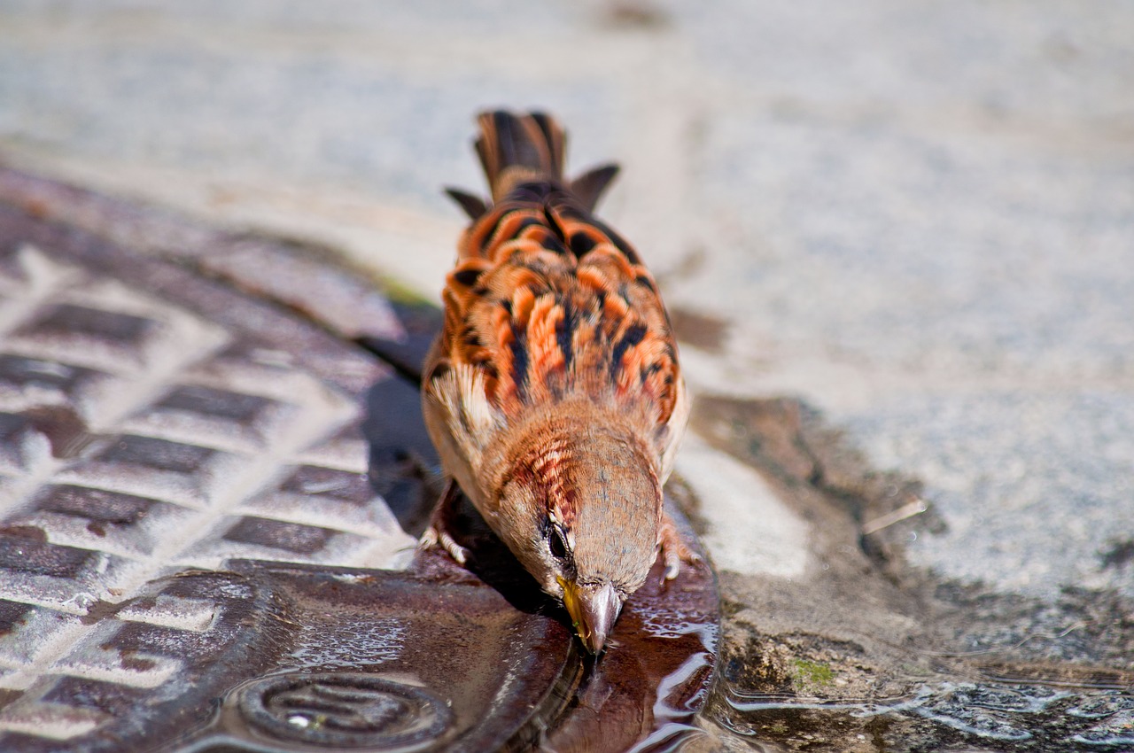 bird  sparrow  drink free photo