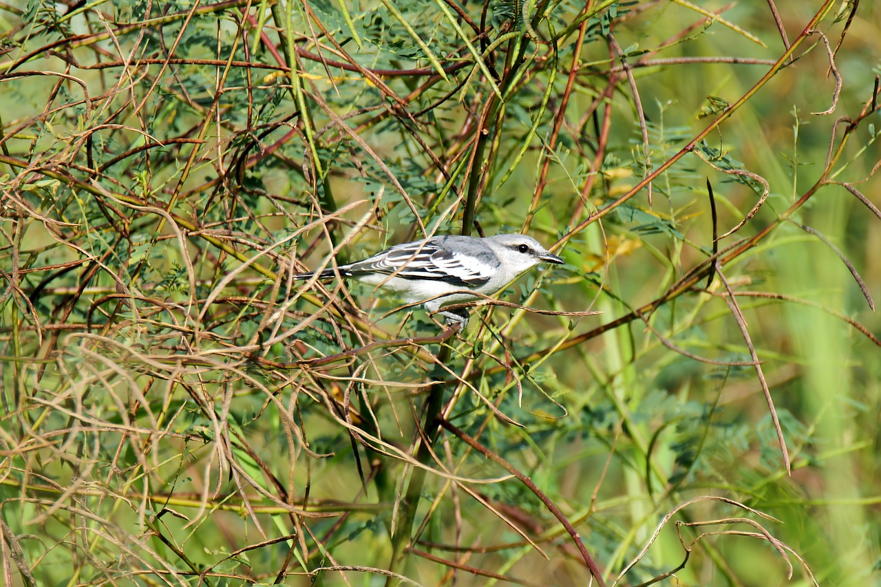 bird  animal  small free photo