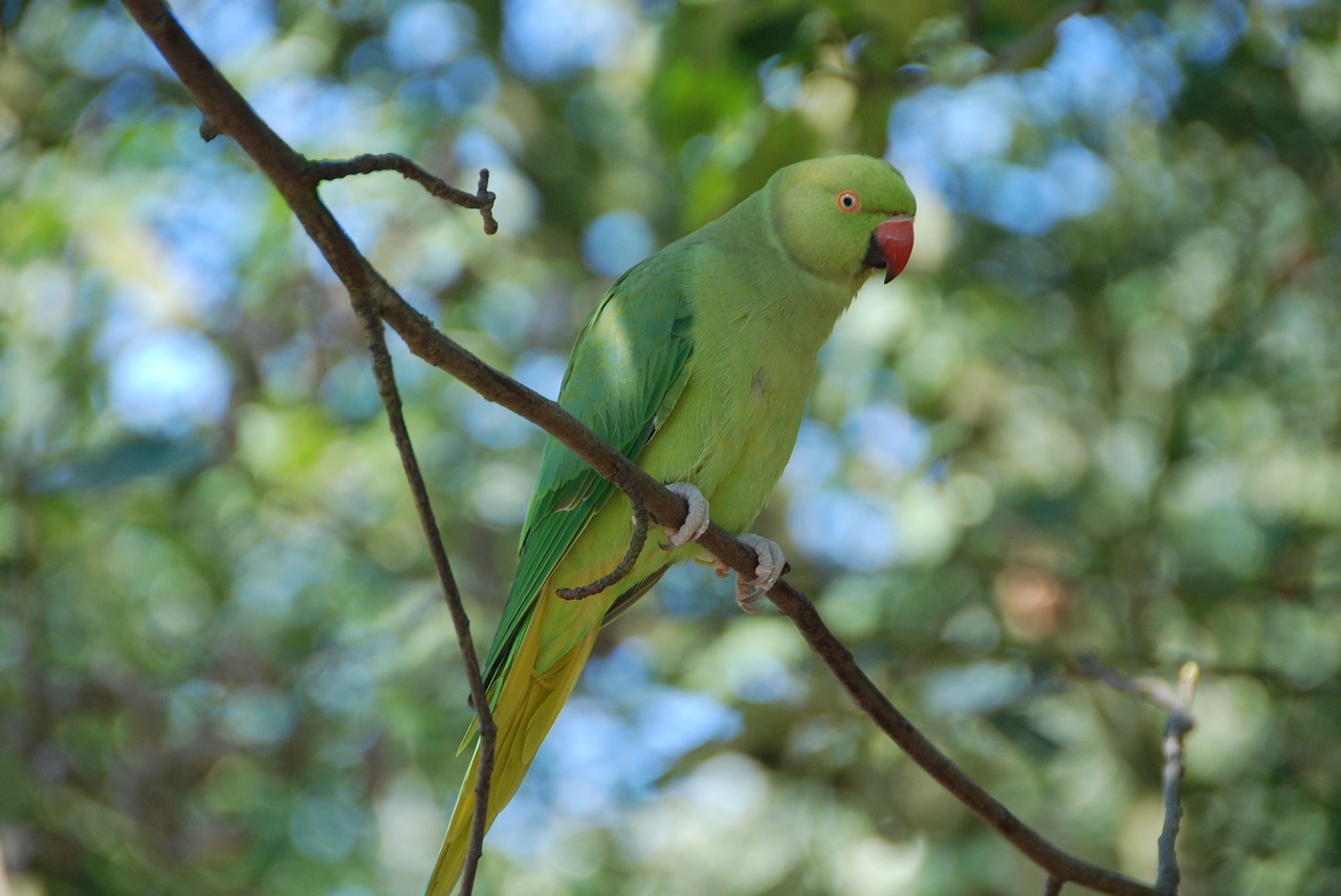 bird  green  budgie free photo