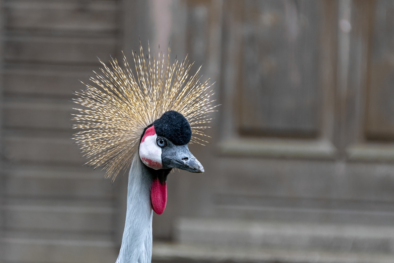 bird  duck  feather free photo